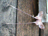 Eudaemonia trogophylla